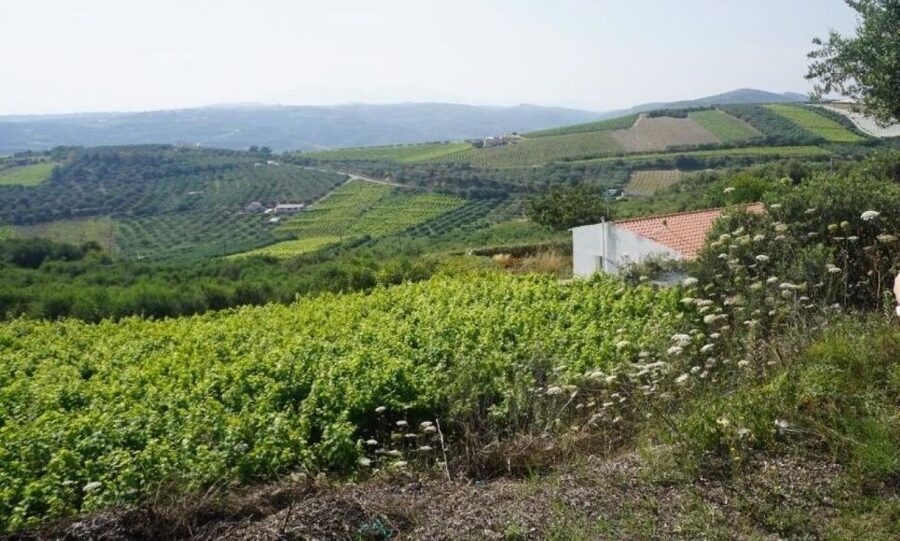 Crete: Full-Day Cretan Wines, Olive Oil, Raki and Food Tour - Transport, group size, and the eight-hour pace