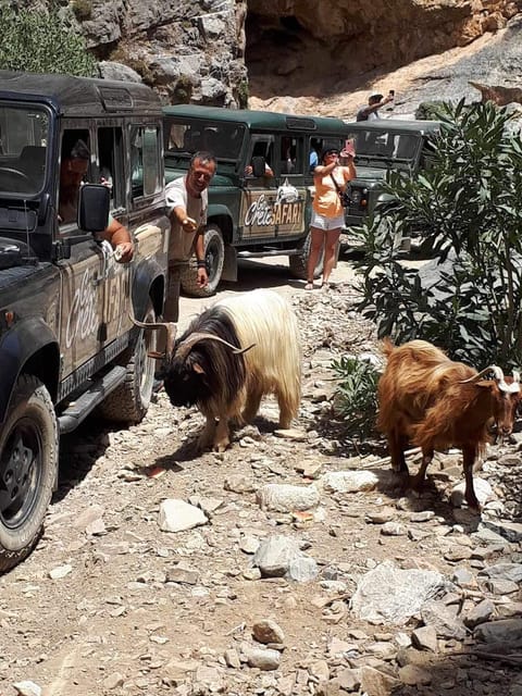 Crete: Jeep Safari Wine & Olive Oil testing Shepherd's House - What the $104 price really covers