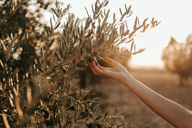 Crete: Local Wine Tasting & Visit to the Ancient Olive Tree - Key points to know before you book