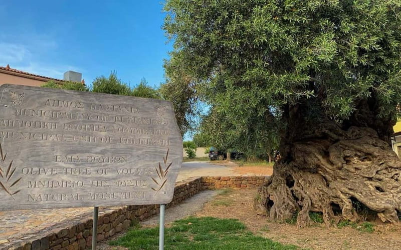 Crete: Local Wine Tasting & Visit to the Ancient Olive Tree - My take on the guide and overall feel