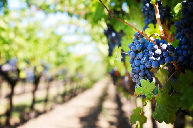 Crete: Local Wine Tasting & Visit to the Ancient Olive Tree - Meeting the Ancient Olive Tree of Vouves