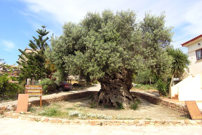 Crete: Local Wine Tasting & Visit to the Ancient Olive Tree - Is $159 per person a fair price?
