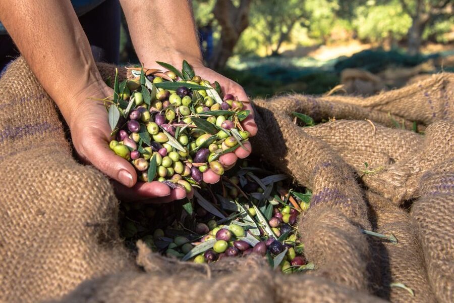 Crete: Olive, Wine, & Raki on a Flavorful Culinary Journey - Who should book this Cretan food day?