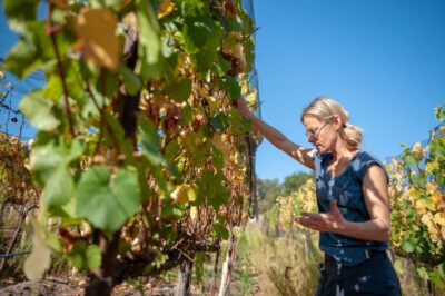 Crete Private Tour: The Secrets of Wine, Olives & Honey