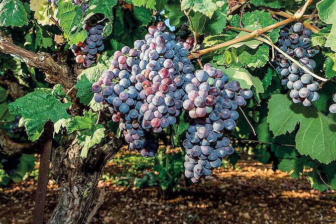 Crete Wine & Olive Oil Tour - Who will enjoy this Crete tour most