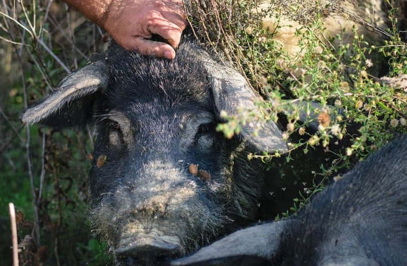 Cured Meat & Olive Oil Tasting & Visit near Pisa & Livorno - Meeting the pigs and the people behind the farm