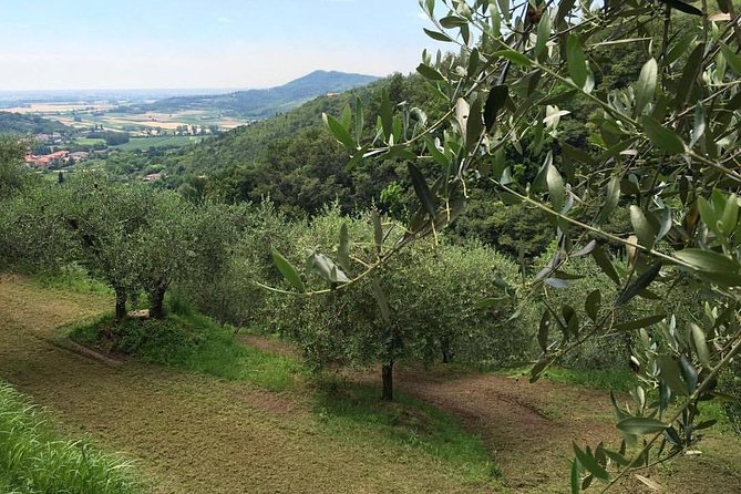 DA Abano and Montegrotto: Oil and Wine Tour of the Euganean Hills - What the small group changes