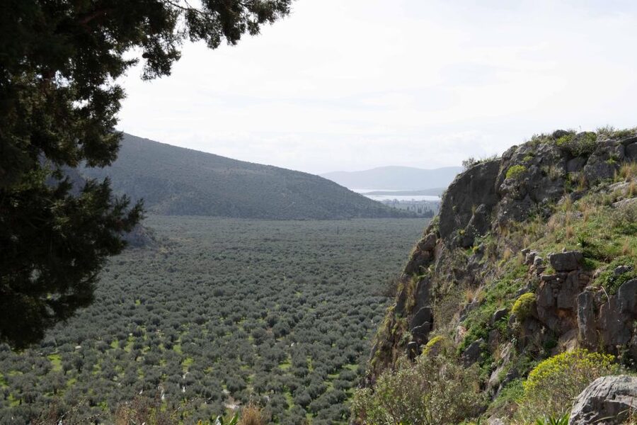 Delphi: Easy Hike on Ancient Path through the Olive Groves - Chriso and the local side of Delphi