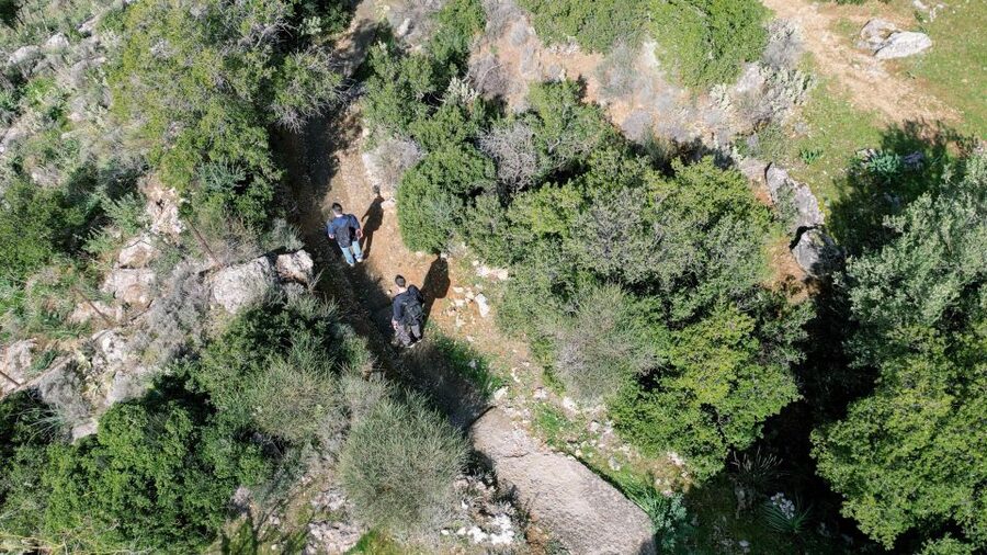 Delphi: Easy Hike on Ancient Path through the Olive Groves - What the guide adds