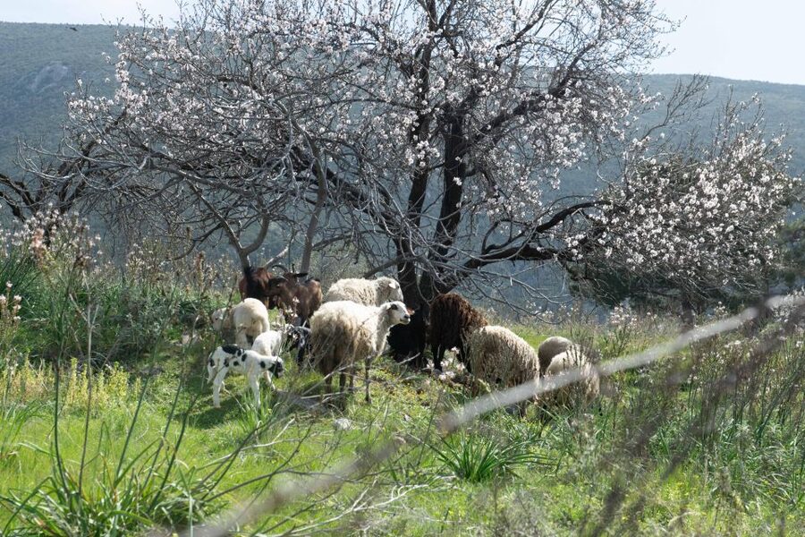 Delphi: Easy Hike on Ancient Path through the Olive Groves - How hard is the downhill route?
