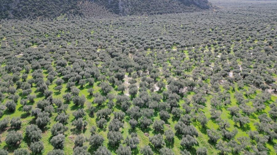 Delphi: Easy Hike on Ancient Path through the Olive Groves - Who should book this walk?