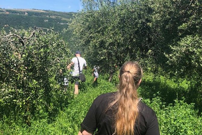 Discover DOP Olive Oil - Learning to read an Italian olive oil label