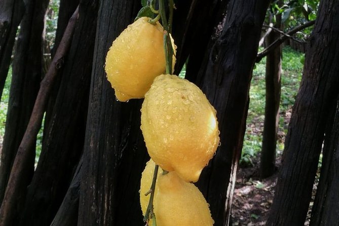 DISCOVER SORRENTO, food &Walking tour . Lemons-cheese&olive oil - The cheese stop and the best food moment