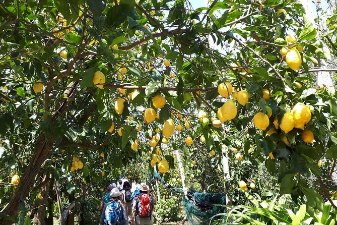 DISCOVER SORRENTO, food &Walking tour . Lemons-cheese&olive oil - Who will enjoy this Sorrento experience?