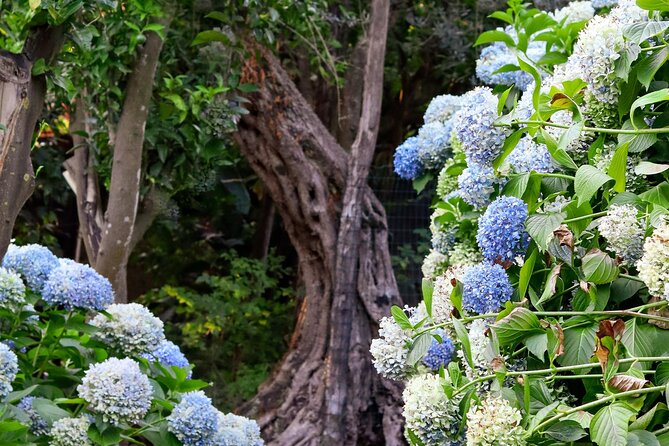 Discover Sorrento through lemons and olive trees - Optional lunch, wine, and cooking lessons