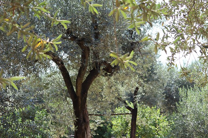 Discover Sorrento through lemons and olive trees - The best time and type of visitor