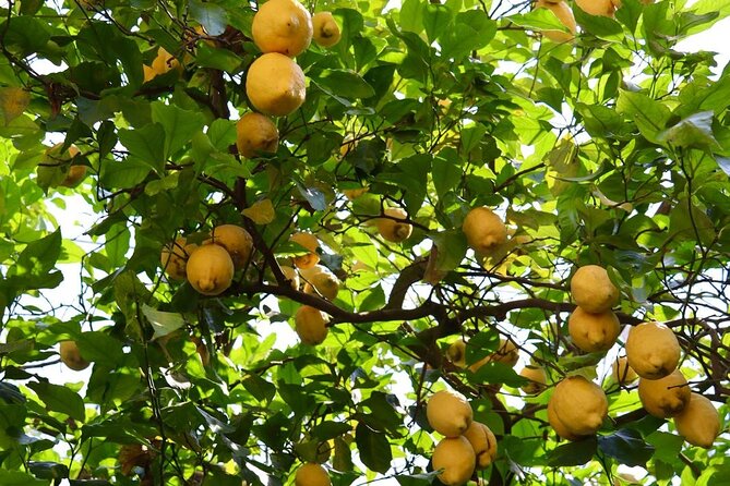 Discover Sorrento through lemons and olive trees - Arriving from Piazza Tasso or your Sorrento hotel