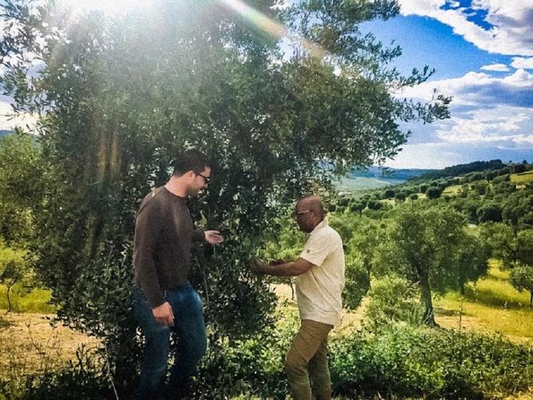Discovering extra virgin olive oil - Key points at a glance