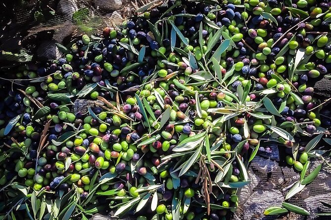 Discovering extra virgin olive oil - From harvest to mill and stainless-steel storage