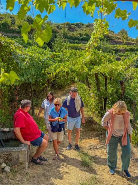 Douro Valley: Olive Oil & Wine Tour with Boat & Lunch - Brunch at Quinta de Santa Teresa
