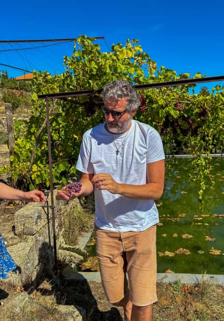 Douro Valley: Olive Oil & Wine Tour with Boat & Lunch - Olive oil, the quieter star of the day