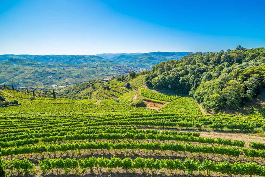 Douro Valley: Private Lunch with Wine & Olive Oil Tasting - Who will enjoy this afternoon most