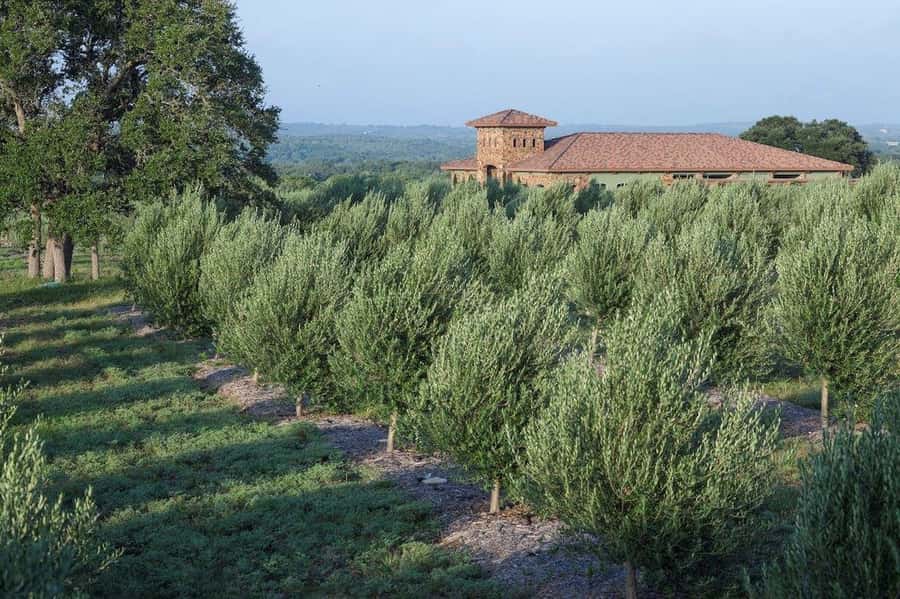 Dripping Springs: Olive Oil and Balsamic Vinegar Tasting - Key points about the Dripping Springs tasting