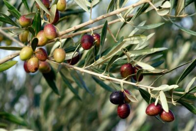Dripping Springs: Olive Oil and Balsamic Vinegar Tasting