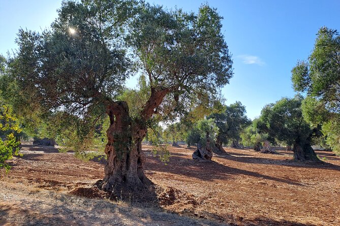 E-bike tour in Ostuni. Oil mill, Dolmen and huge olive trees - What Rocco adds to the morning