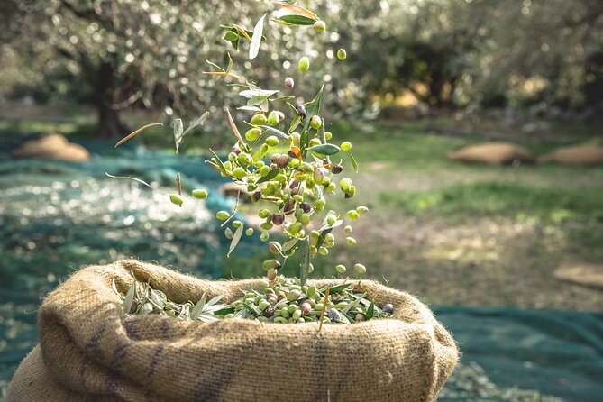 Explore the Secrets of Wine and Olives - A full day in Crete’s olive country