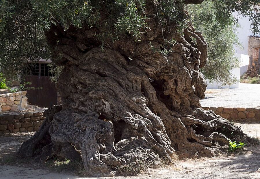 Explore the Secrets of Wine and Olives in Chania - Should you book the wine and olive safari?