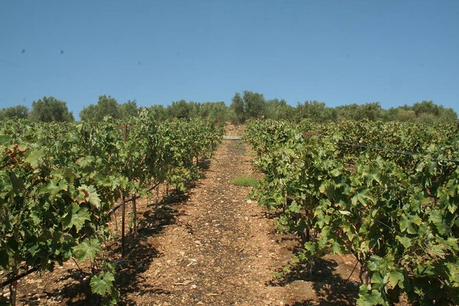 Explore the Secrets of Wine and Olives in Rethymno - Is $109.90 a fair price?