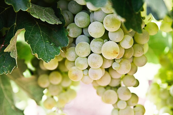 Explore the Secrets of Wine and Olives in Rethymno - Who should book this Cretan food tour?