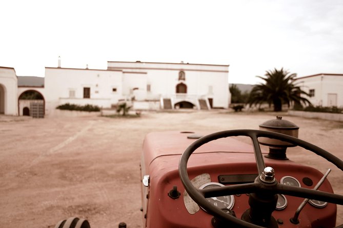 Extra virgin Savoy Tour and olive oil tasting - FASANO - Why this small farm visit feels different