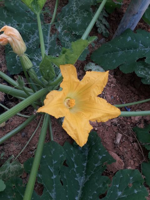 Farm Tour with Cheese-Making, Olive Oil Tasting & Picnic - Greenhouses, vegetables, and sustainable farming