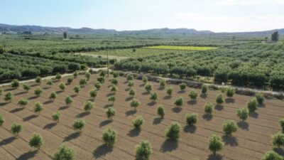 Farm Tour with Cheese-Making, Olive Oil Tasting & Picnic