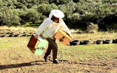 Flavors of Crete from Chania: Wine & Olive Oil Tasting Tour