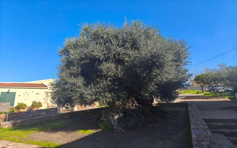 Flavors of Crete from Chania: Wine & Olive Oil Tasting Tour - A traditional lunch with views