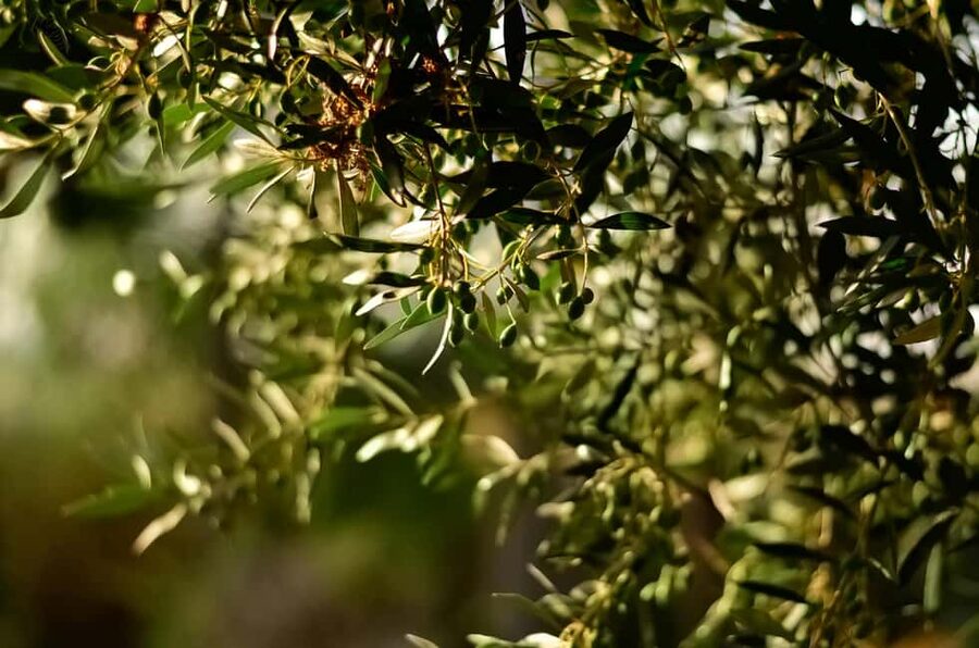 Florence: Olive Oil Tasting Experience - How the production lesson adds value