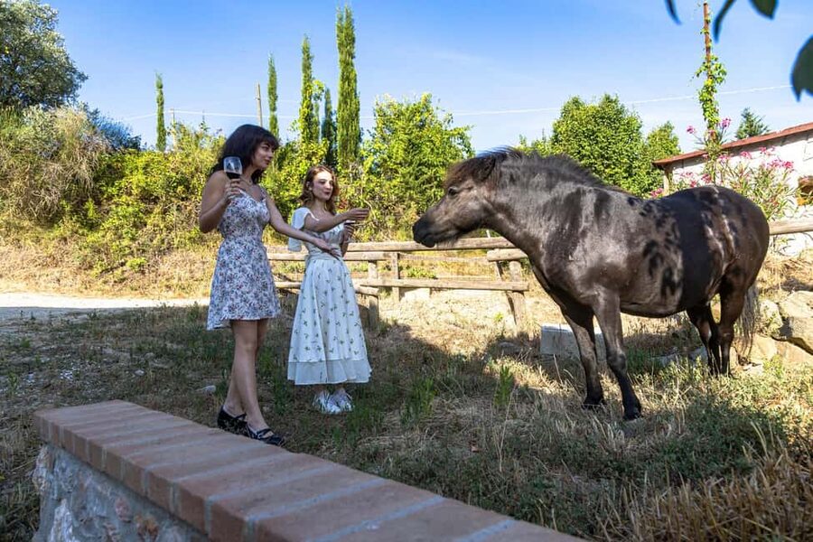 Florence: The secret of wine, cheese and olive oil at a farm - Key points to know before booking