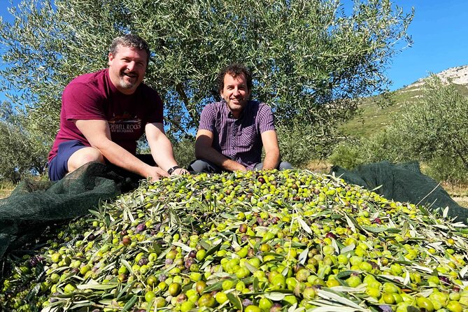 From Athens: Olive Oil Tasting, Olive Grove & Wine Experience - What the $492.53 price means