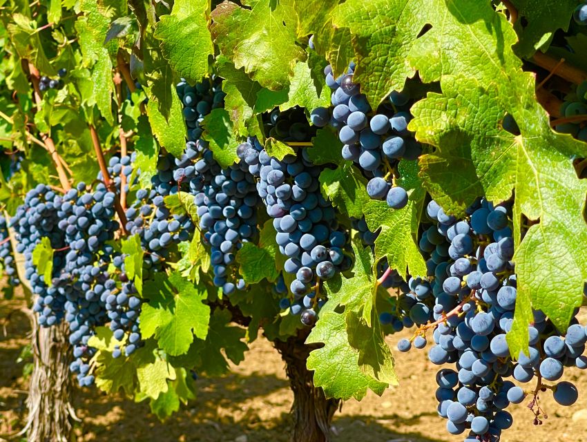 From Biograd: Wine and Olive Oil Tasting in Ražnjevića Dvori - Is $57 a fair price?
