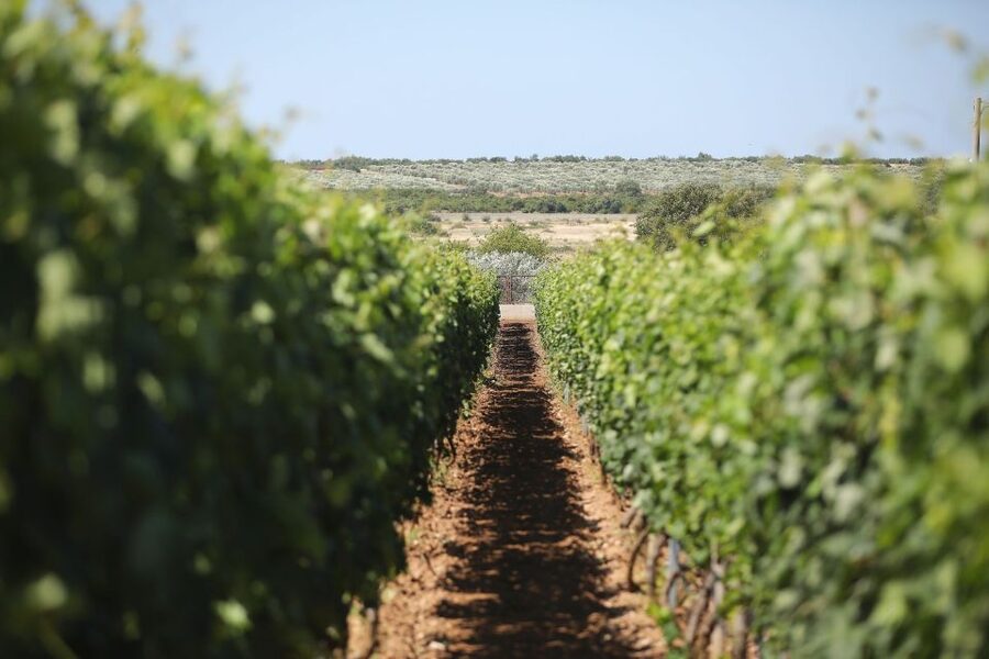 From Biograd: Wine and Olive Oil Tasting in Ražnjevića Dvori - Who should book this experience