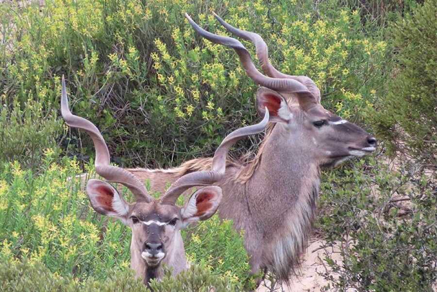 From Cape Town: Wildlife Safari, Olive, Beer & Wine Tasting - Key points to know before you book