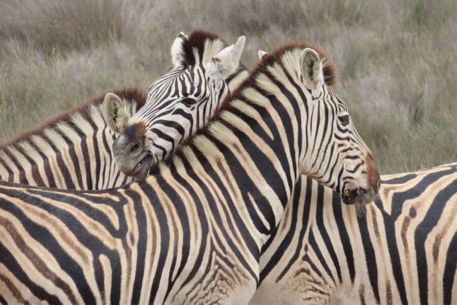 From Cape Town: Wildlife Safari, Olive, Beer & Wine Tasting - Why this Cape Town day trip works