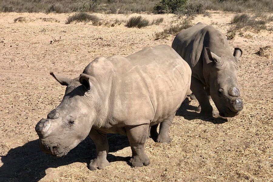 From Cape Town: Wildlife Safari, Olive, Beer & Wine Tasting - Alexanderfontein turns the day toward local produce