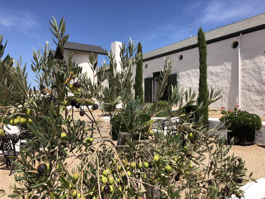 From Cape Town: Wildlife Safari, Olive, Beer & Wine Tasting - Handmade toffees add a small local surprise