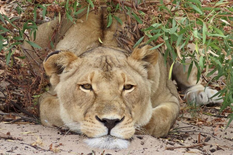 From Cape Town: Wildlife Safari, Olive, Beer & Wine Tasting - Buffelsfontein and the open-top game drive