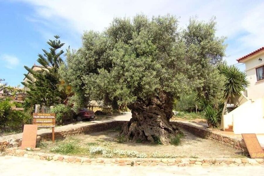 From Chania: Olive Oil, Wine, Cheese & Honey Tasting Tour - Cheese tasting connects farms to the Cretan table