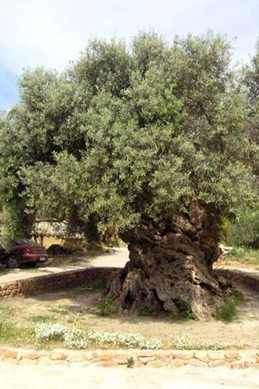 From Chania: Olive Oil, Wine, Cheese & Honey Tasting Tour - Who will enjoy this Cretan tasting day